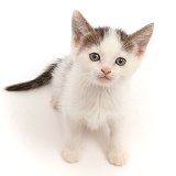Tabby-and-white kitten, sitting looking up