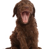 Chocolate Sproodle puppy yawning