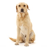 Yellow Labrador Retriever dog sitting