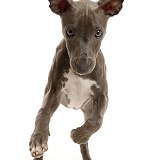Blue Italian Greyhound puppy, 4 months old, running