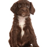 Chocolate Sproodle puppy