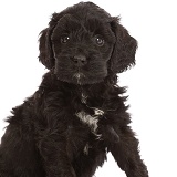 Black Sproodle puppy