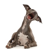 Blue Italian Greyhound puppy, 4 months old, mouth open