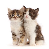 Calico and Tortie-Tabby kittens