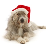 Romanian rescue dog wearing a Santa hat