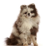 Merle Pomeranian puppy