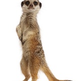 Young Meerkat standing up