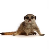 Young Meerkat with tongue out
