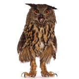 European Eagle Owl (Bubo bubo)