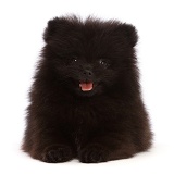 Black Pomeranian puppy, 10 weeks old