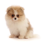 Orange Sable Parti Pomeranian puppy, 10 weeks old