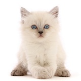 Playful Persian-x-Ragdoll kitten, 7 weeks old, paws clasped