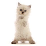 Persian-x-Ragdoll kitten, 7 weeks old, standing up
