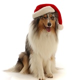 Rough Collie wearing a Santa hat