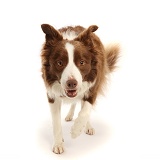 Chocolate-and-white Border Collie, 5 years old, walking