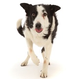 Black-and-white Border Collie x Lurcher, 10 years old