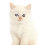 Orange point Persian-x-Ragdoll kitten, 7 weeks old