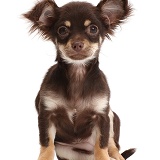 Chocolate-and-tan Chihuahua sitting