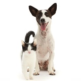 Chocolate-and-white Jack Russell Terrier and kitten