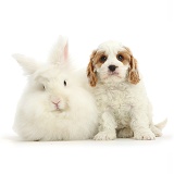 Cavapoo puppy and white Angora-Lionhead rabbit