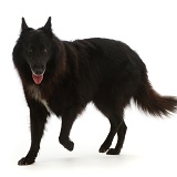 Black Belgian Shepherd Dog (Groenendael)