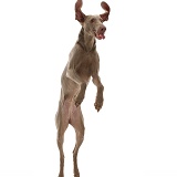 Weimaraner jumping up