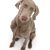 Weimaraner sitting and looking up