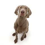 Weimaraner sitting and looking up