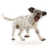 Dalmatian-x-Shih Tzu dog, jumping forward, mouth open