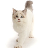 Ragdoll-x-Persian kitten, 14 weeks old, walking