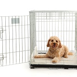 Cockapoo dog in a crate