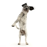 Dalmatian-x-Shih Tzu dog, jumping up