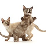 Playful Tortoiseshell Burmese kittens