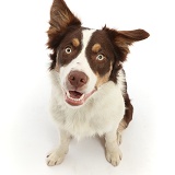 Chocolate tricolour Border Collie sitting looking up