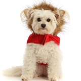 Pomapoo wearing a tweedy fur lined red jacket