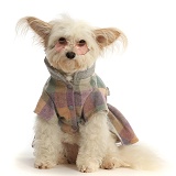 Pomapoo wearing a tweedy jacket and glasses