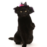 Black witch's cat wearing a hat