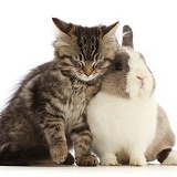 Tabby kitten snuggling with and Netherland Dwarf rabbit