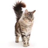 Silver tabby fluffy cat walking with tail erect and eyes shut