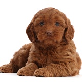 Red Cockapoo puppy, 6 weeks old