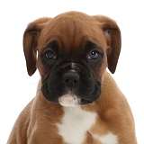 Boxer puppy, 6 weeks old