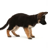 Alsatian pup standing