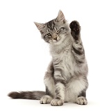 Silver tabby kitten sitting with raised paw waving and winking
