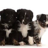 Three Mini American Shepherd puppies, sitting in a row