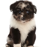 Mini American Shepherd puppy, sitting