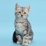 Silver tabby kitten on blue background