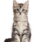Silver tabby kitten, sitting