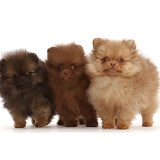 Three Pomeranian puppies