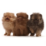Three Pomeranian puppies