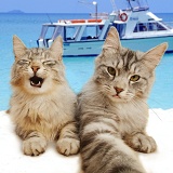 You Only live 9 Times - Cats taking a Selfie on the Beach